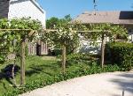 Backyard Grape Vine Arbor